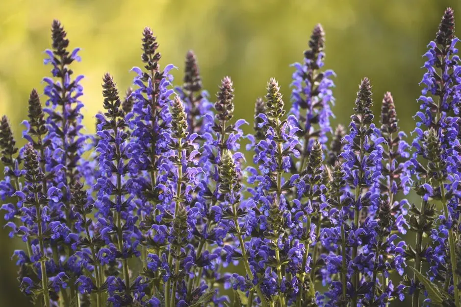 9. Salvia (Salvia spp.) (Image Credits: Pexels)