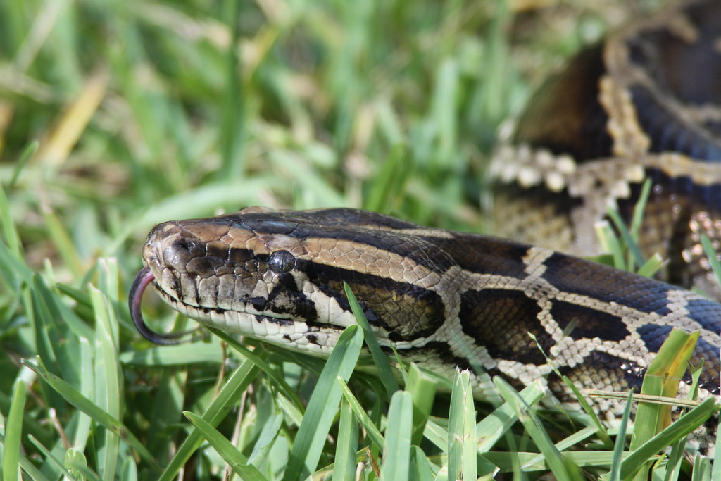 Modern Consequences of Ancient Fear (image credits: flickr)