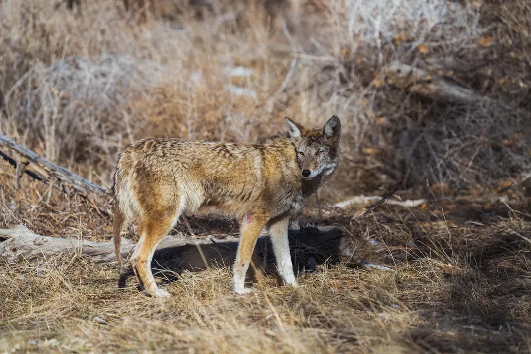 5. The Coyote - The Urban Hunter You Don't Hear Coming (Image Credits: Unsplash)