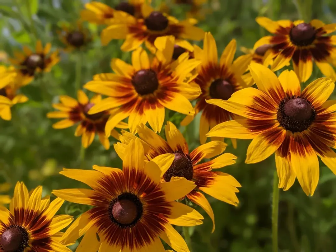 5. Black-Eyed Susan (Rudbeckia) (Image Credits: Unsplash)