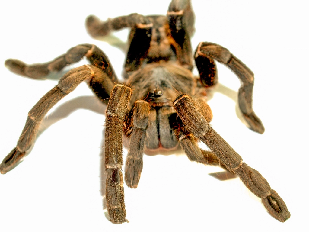 Arachnophobia: Eight Legs of Terror (image credits: rawpixel)