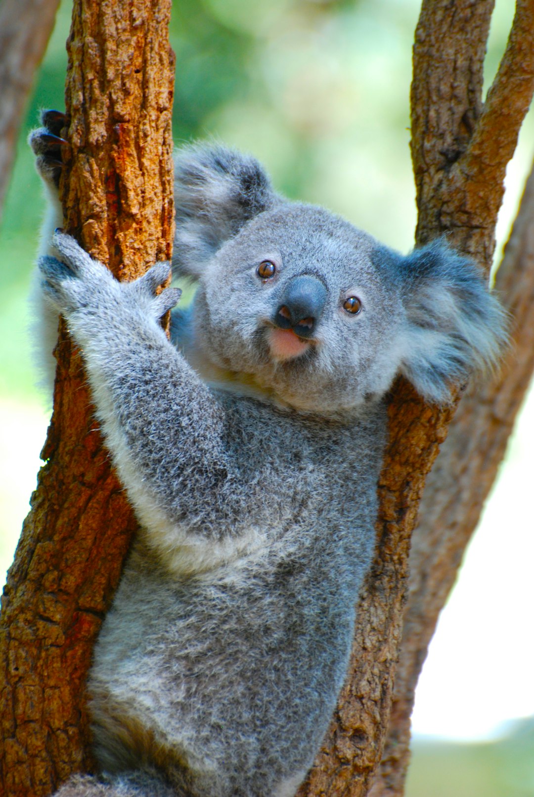 The Australian Exception That Proves the Rule (image credits: unsplash)