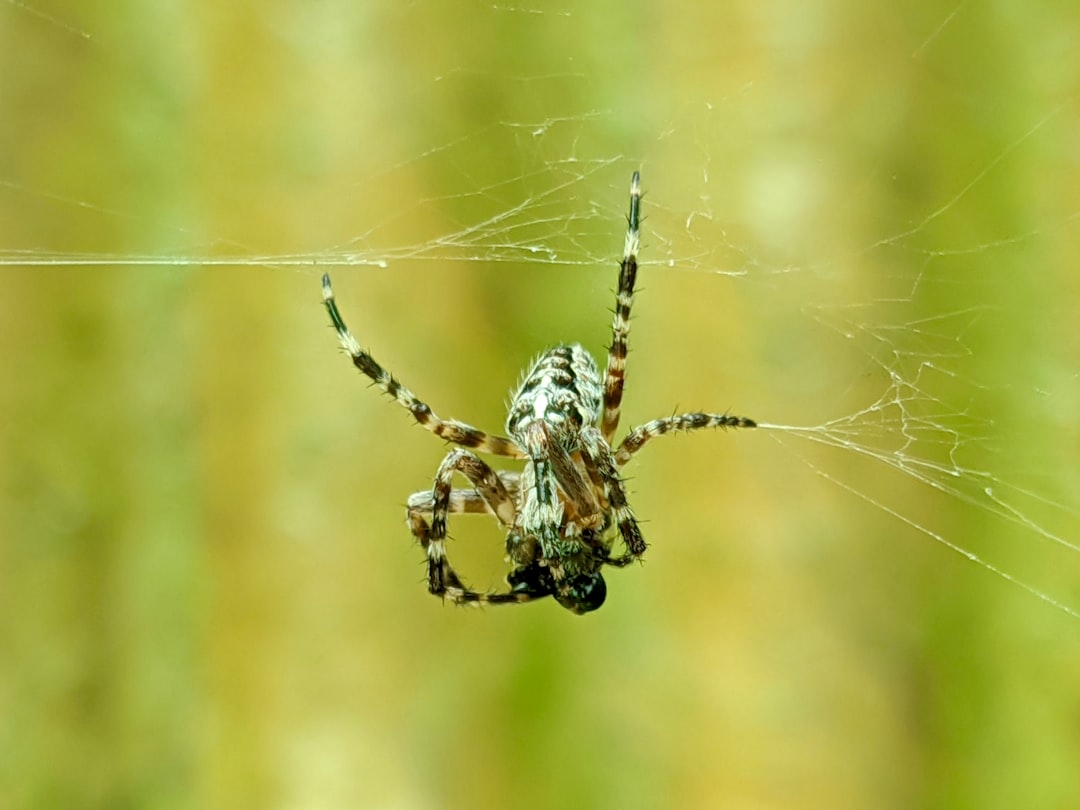 Spiders: Eight-Legged Anxiety Generators (image credits: unsplash)