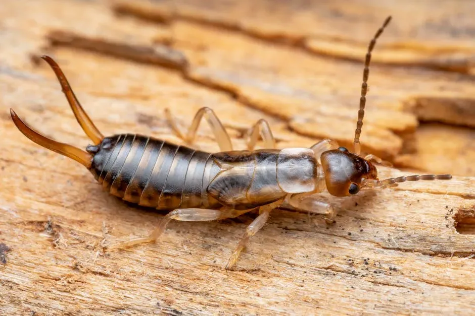 3. The Earwig (Image Credits: Pexels)