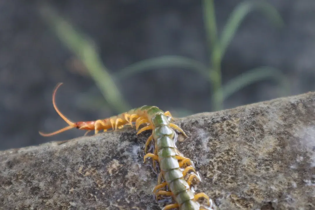 6. The House Centipede (Image Credits: Unsplash)