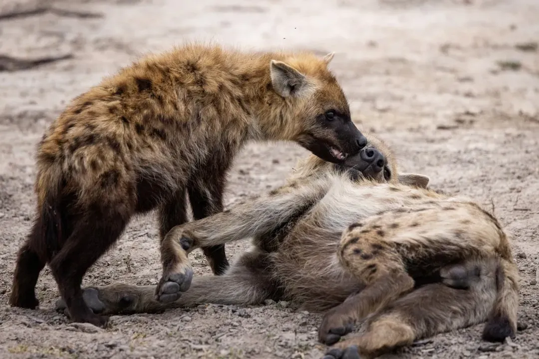 3. The Hyena (Image Credits: Unsplash)