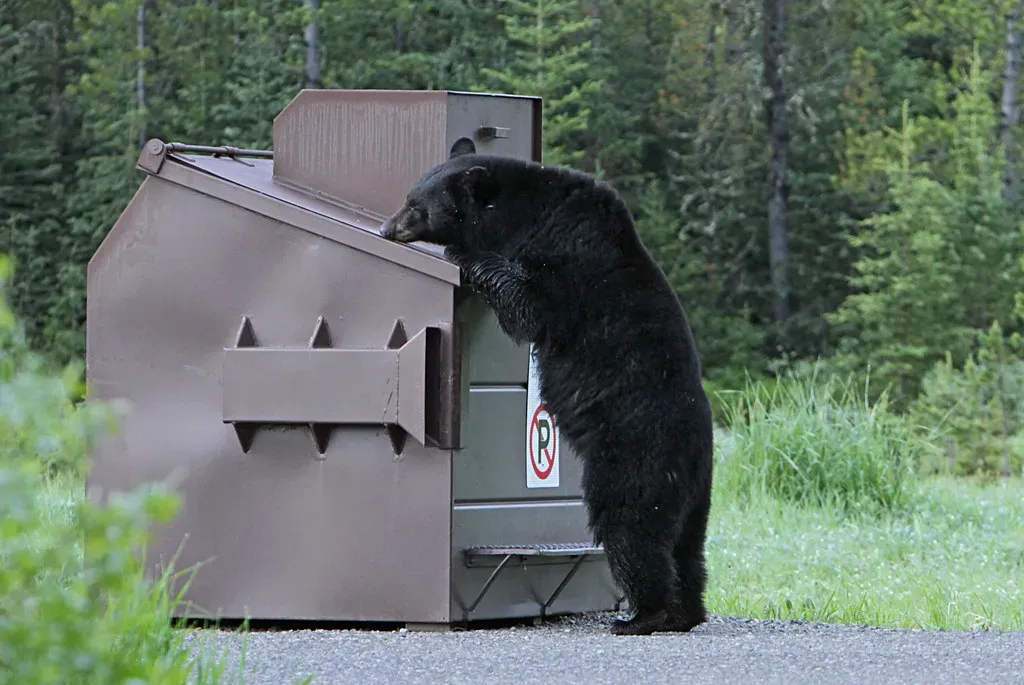 8. The Black Bear - The Dumpster Diver That Weighs 400 Pounds (Image Credits: Flickr)