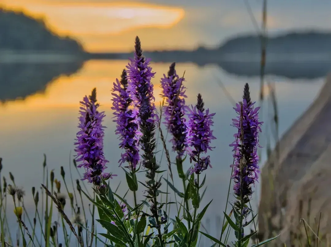4. Purple Loosestrife (Lythrum salicaria) (Image Credits: Unsplash)