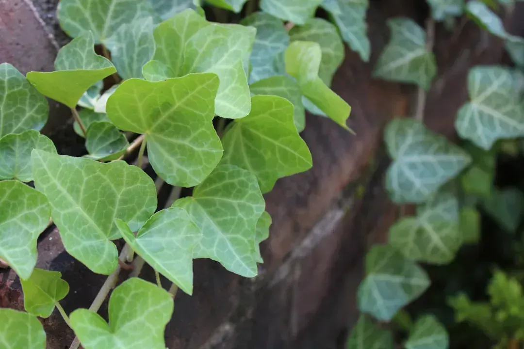 7. English Ivy (Hedera helix) (Image Credits: Unsplash)