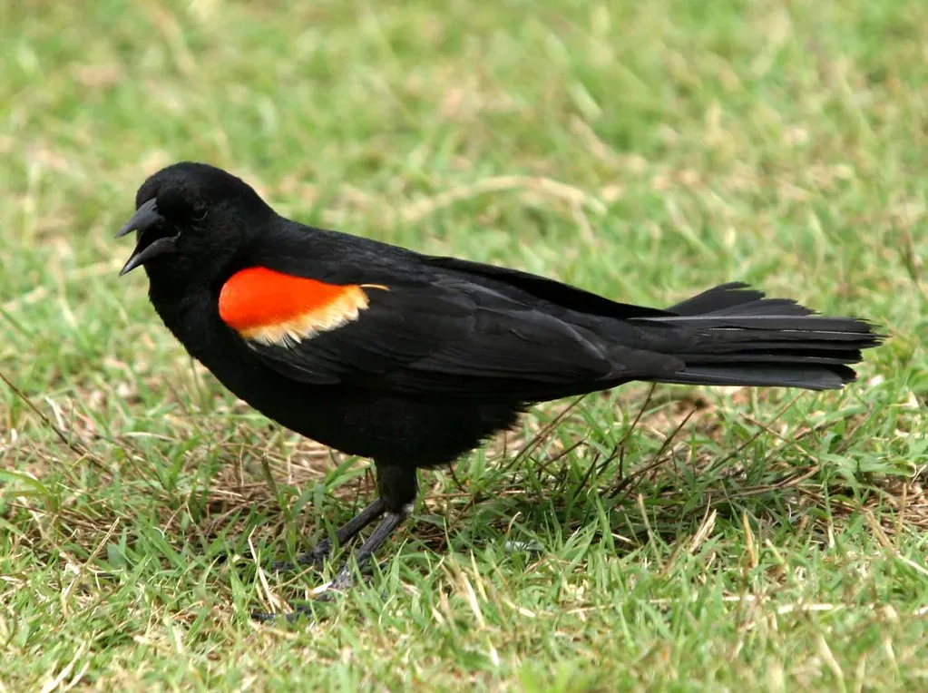 5. The Red-Winged Blackbird (hart_curt, Flickr, CC BY 2.0)