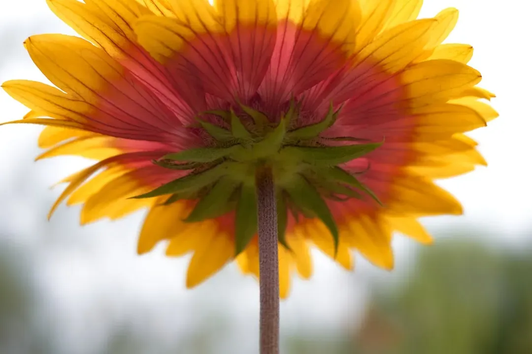 9. Blanket Flower (Gaillardia) (Image Credits: Unsplash)