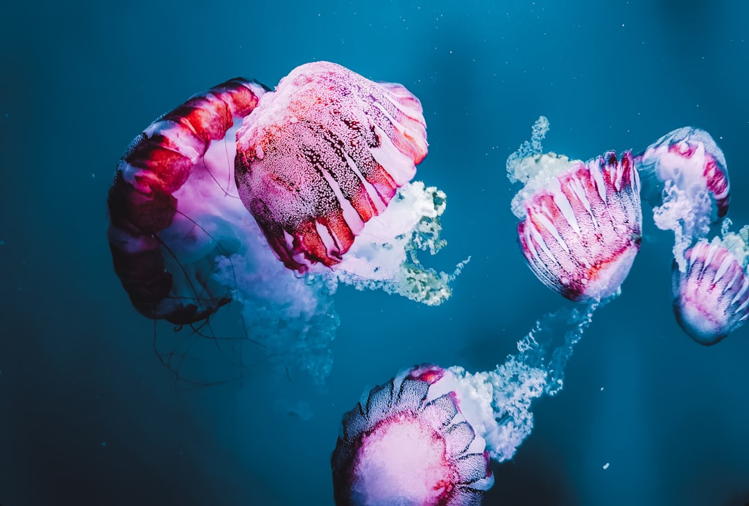Jellyfish: Transparent Drifters More Nuisance Than Threat (image credits: unsplash)