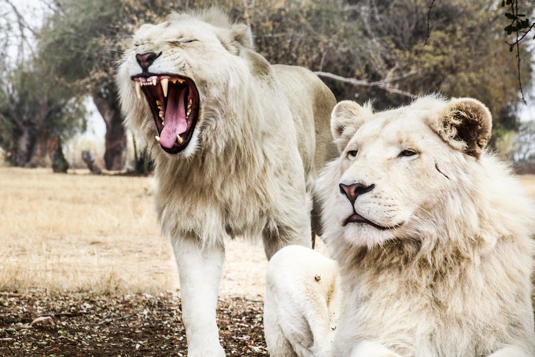 Fear Seen Across Species (image credits: unsplash)