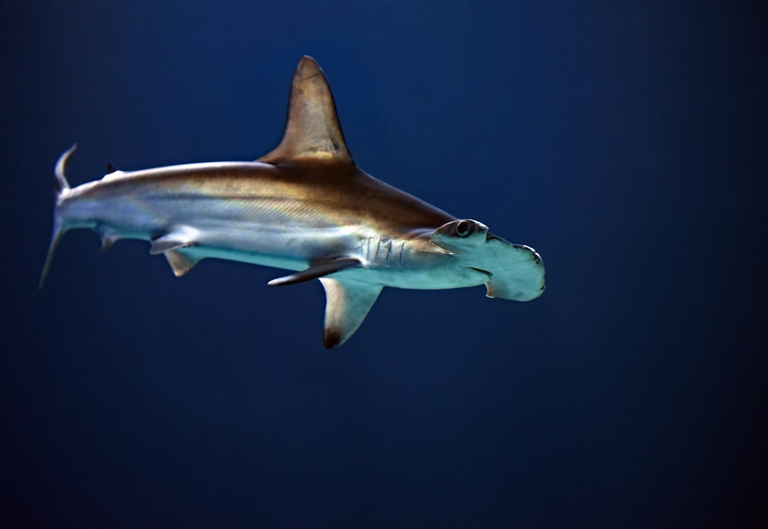 Hammerhead Sharks - Distinctive Predators in Peril (image credits: unsplash)