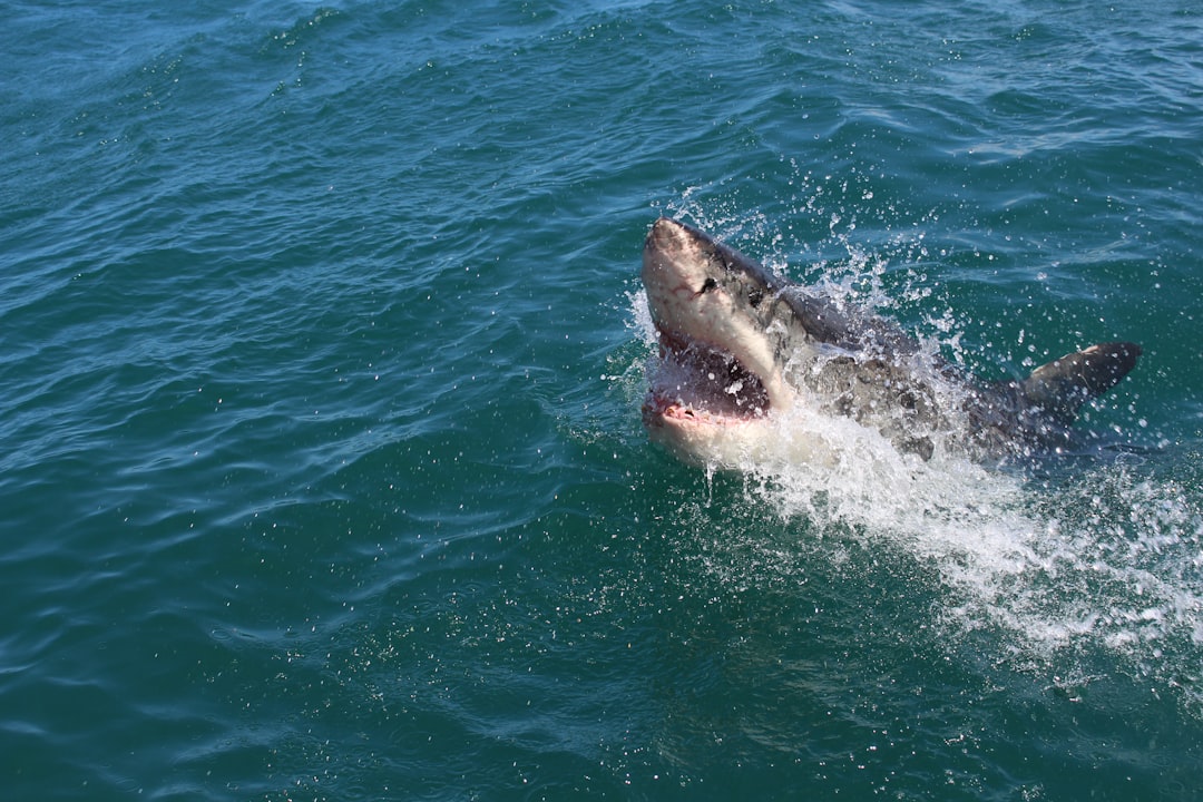 Shark Attacks Happen All the Time (image credits: unsplash)