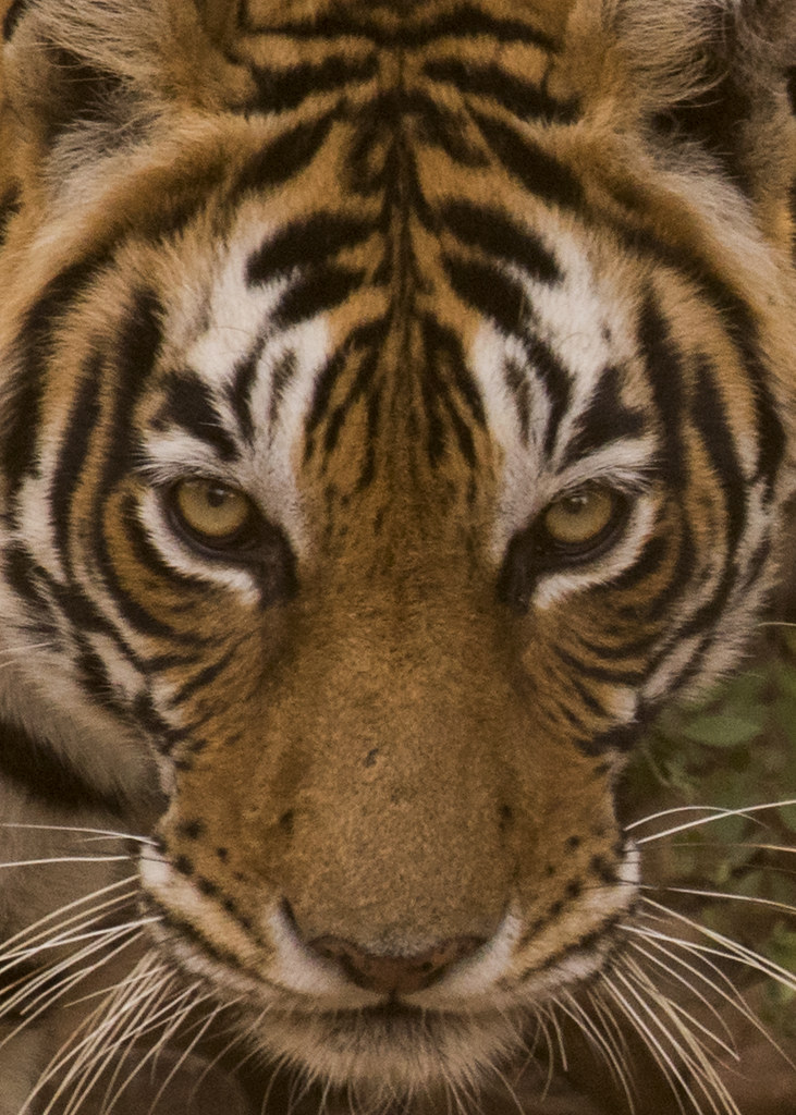 The Evolutionary Memory of Fear (image credits: flickr)