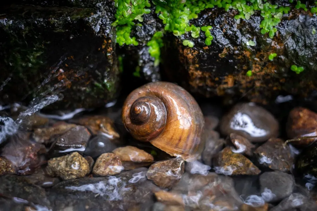 Freshwater Snails: The Killer Nobody Sees Coming (Image Credits: Unsplash)