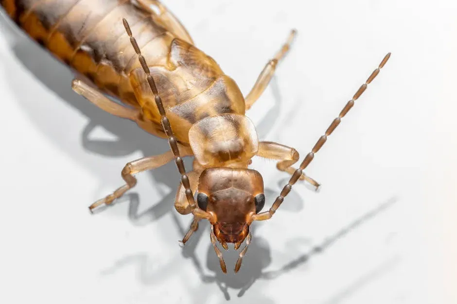 5. The Earwig (Image Credits: Pexels)
