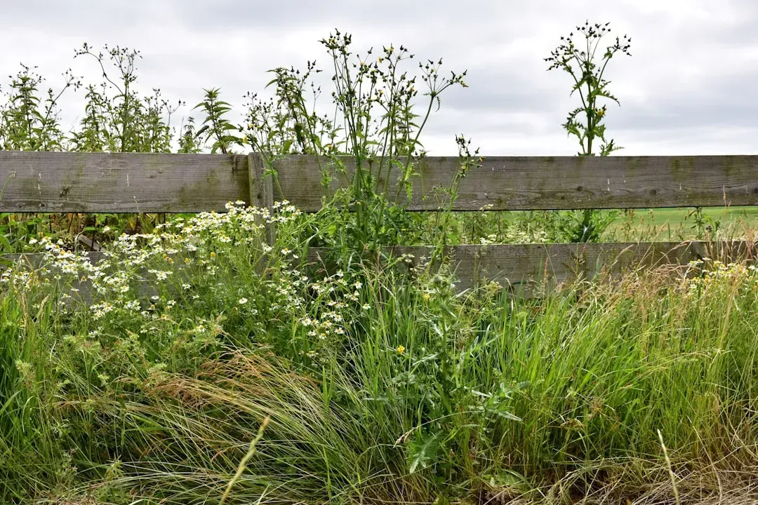 2. Using Vinegar as a Natural Weed Killer (Image Credits: Unsplash)