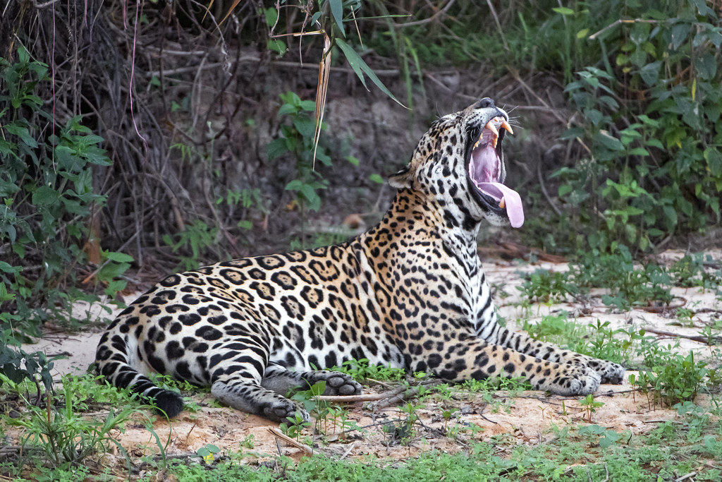 Big Cats: Magnificent Hunters Who Rarely Target Humans (image credits: flickr)