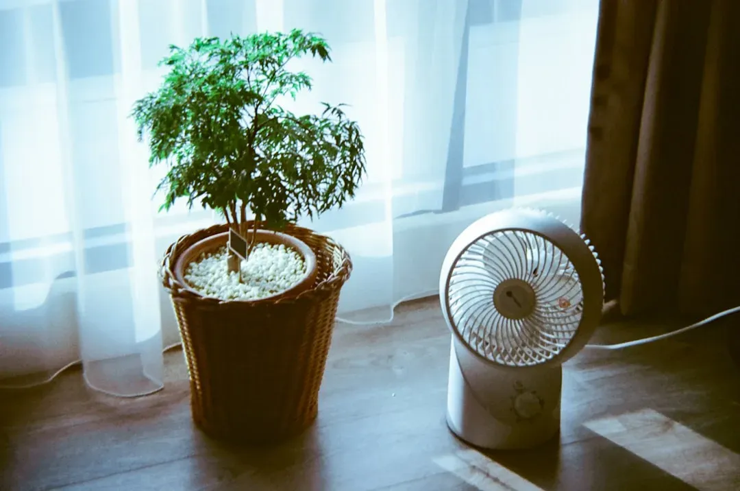 Fertilizing Heat-Stressed Plants (Image Credits: Unsplash)