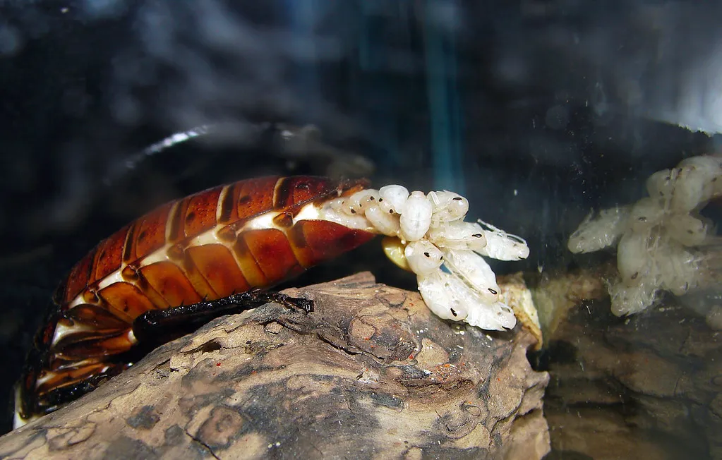How Many Eggs Are Actually Inside (Furryscaly, Flickr, CC BY-SA 2.0)