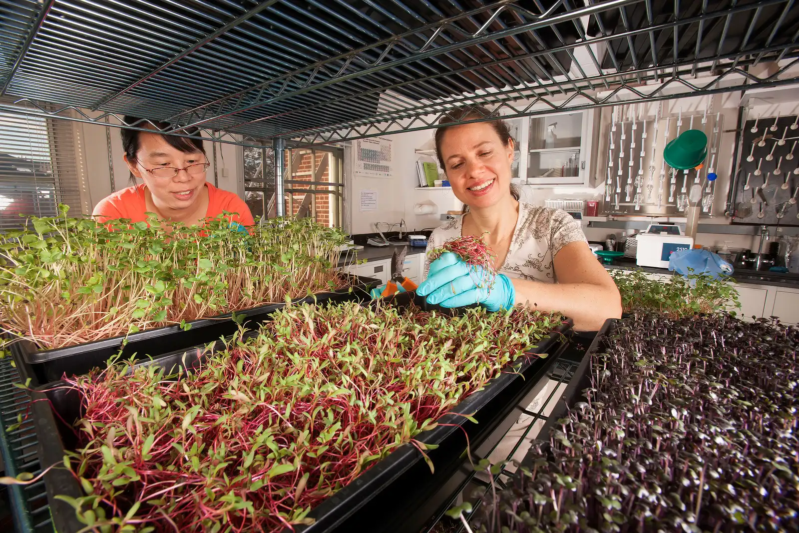 Harvesting, Storing, and Using Your Greens (By Peggy Greb, Public domain)