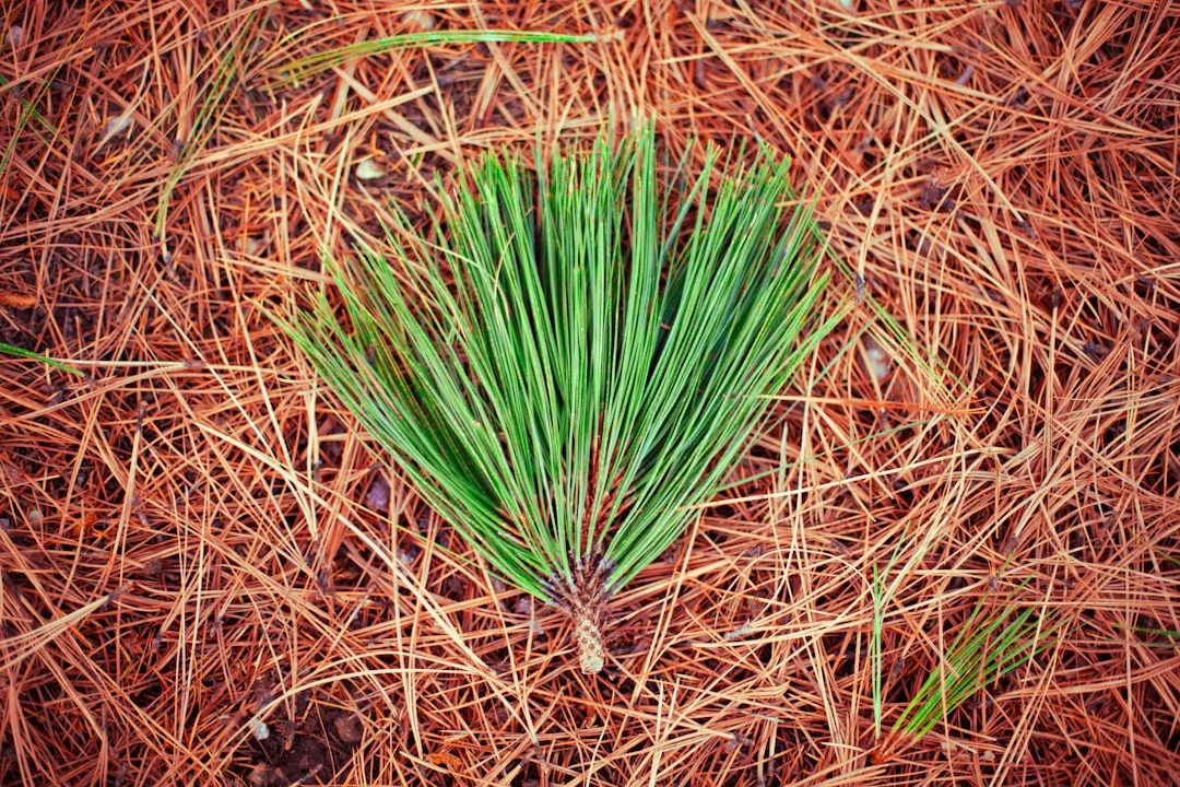 6. Pine Needles Will Acidify Your Compost and Ruin It (Image Credits: Unsplash)