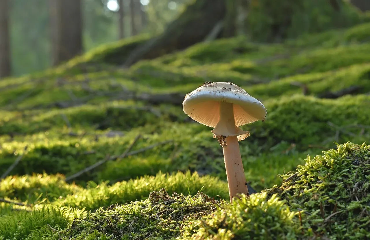The Fungus Gnat Connection (Image Credits: Pixabay)