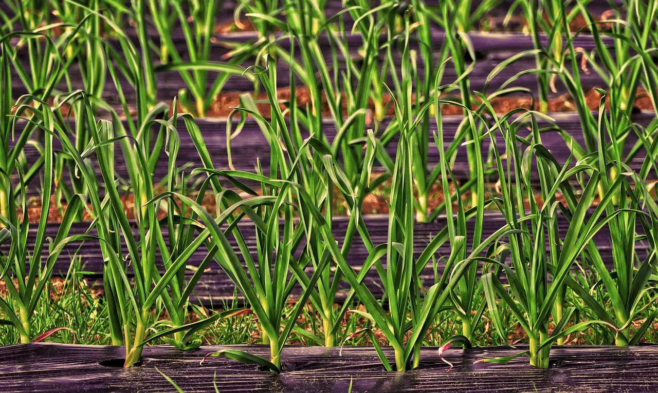 4. Leeks (Image Credits: Pixabay)