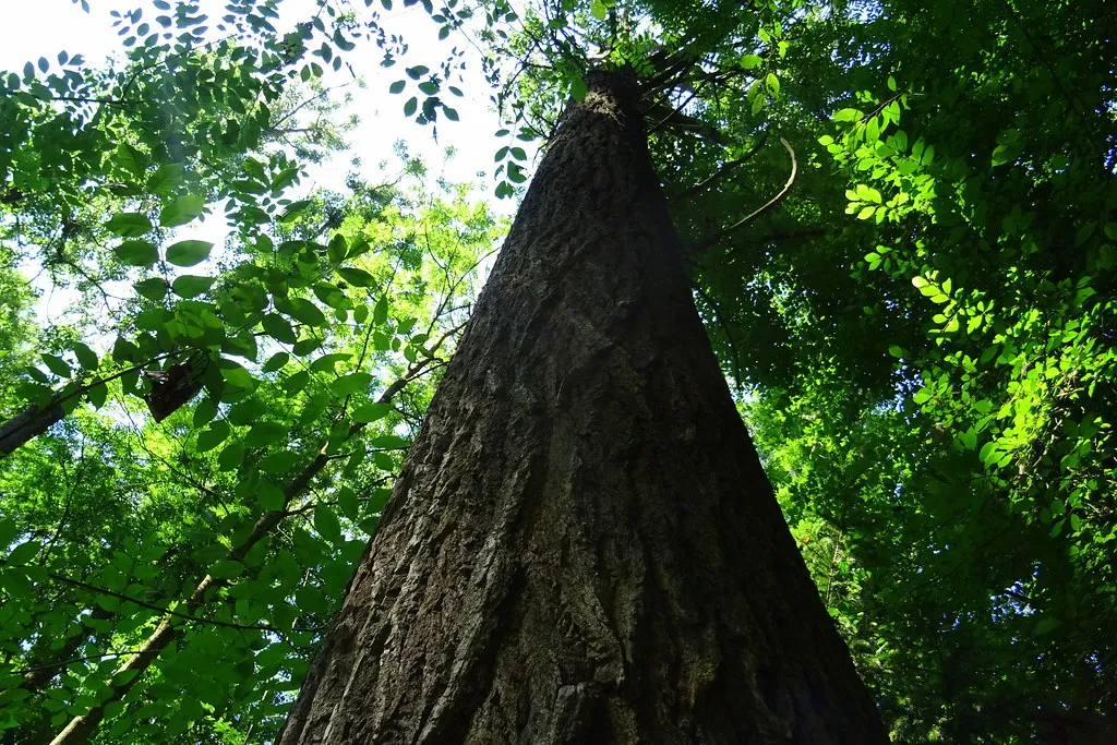 The Source of the Wood Matters More Than You Think (in hiatus, Flickr, CC BY 2.0)