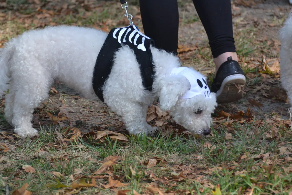 3. The Skeleton (Tobyotter, Flickr, CC BY 2.0)