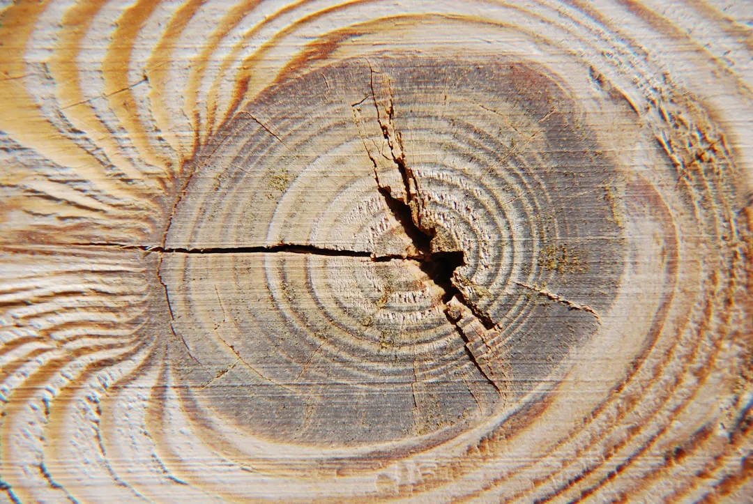 Wood Rot That Sellers Mistake for Surface Staining (Image Credits: Unsplash)