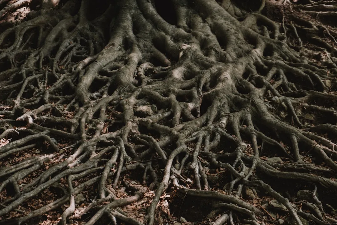 Thatch Buildup Is Acting Like a Wall (Image Credits: Unsplash)