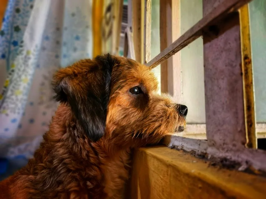 Destructive Chewing: Naughty Dog or Desperate Dog? (Image Credits: Pexels)