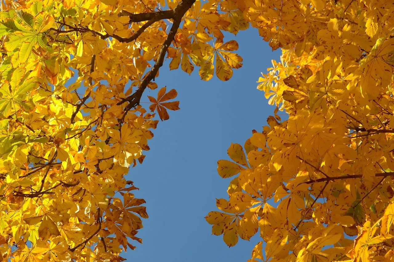 Watch for Yellowing Leaves That Don't Match the Watering Schedule (Image Credits: Pixabay)