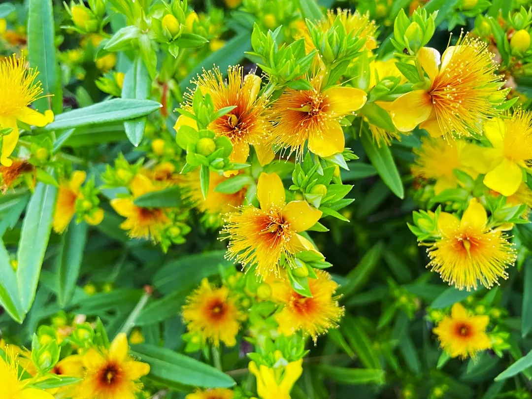 4. St. John's Wort: The Depression Supplement That Undermines Your Medication (Image Credits: Unsplash)