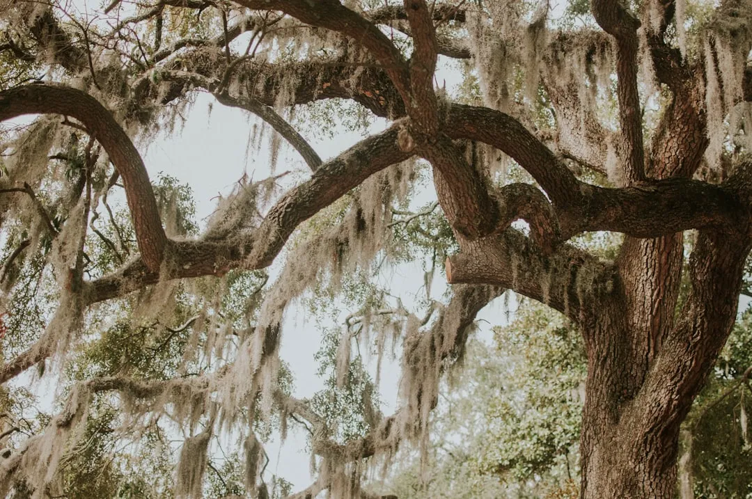 Tillandsia Usneoides (Spanish Moss): The Deep South Dreamer (Image Credits: Unsplash)