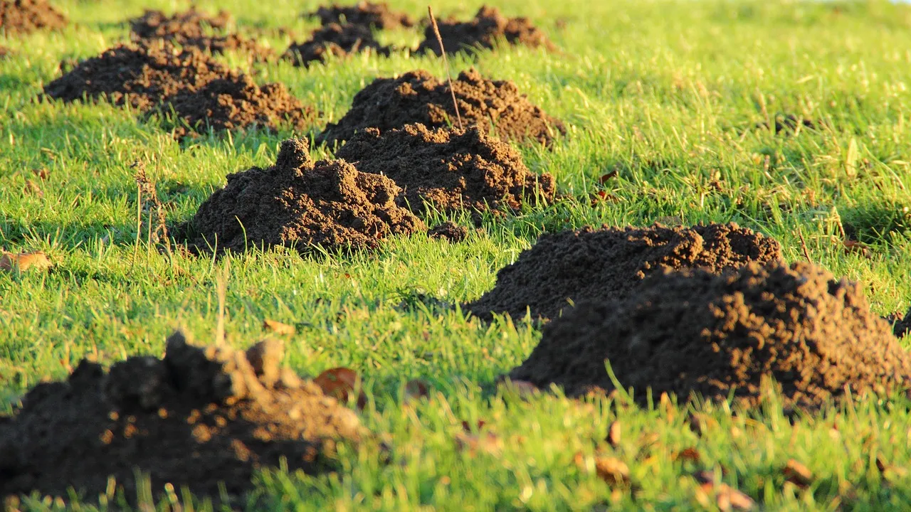 The Wildlife Clue Many Homeowners Miss (Image Credits: Pixabay)
