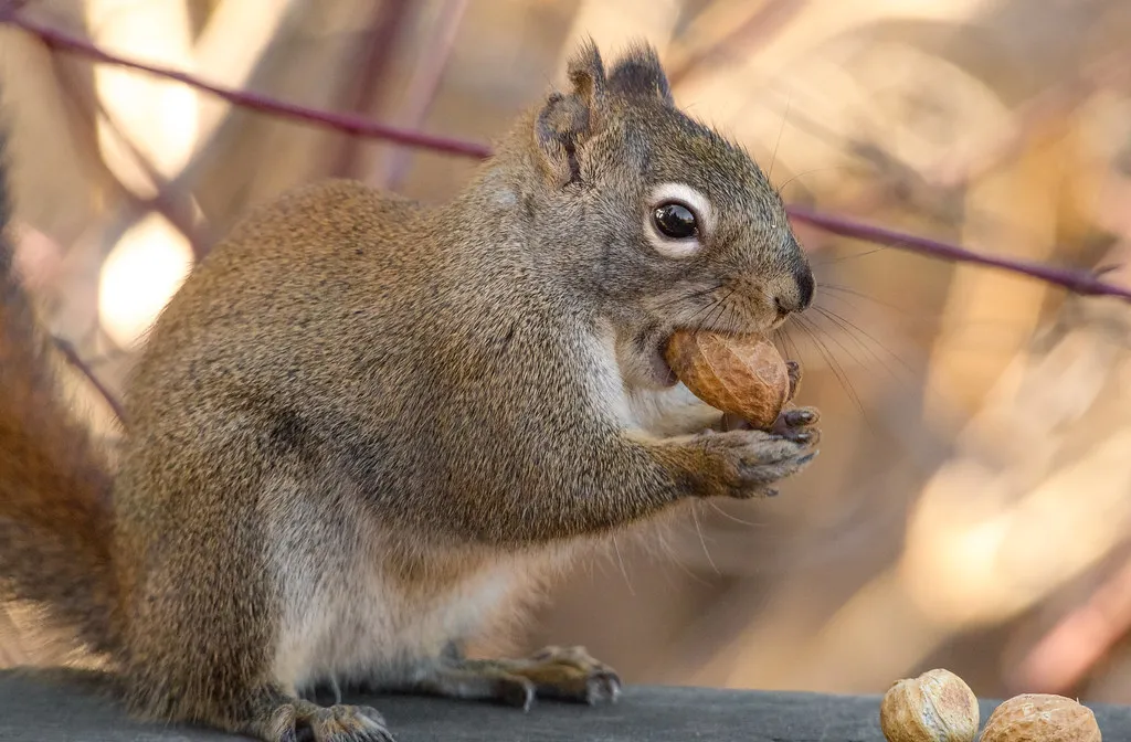 Squirrels Run Elaborate Deceptions to Protect Their Stash (Kurayba, Flickr, CC BY-SA 2.0)