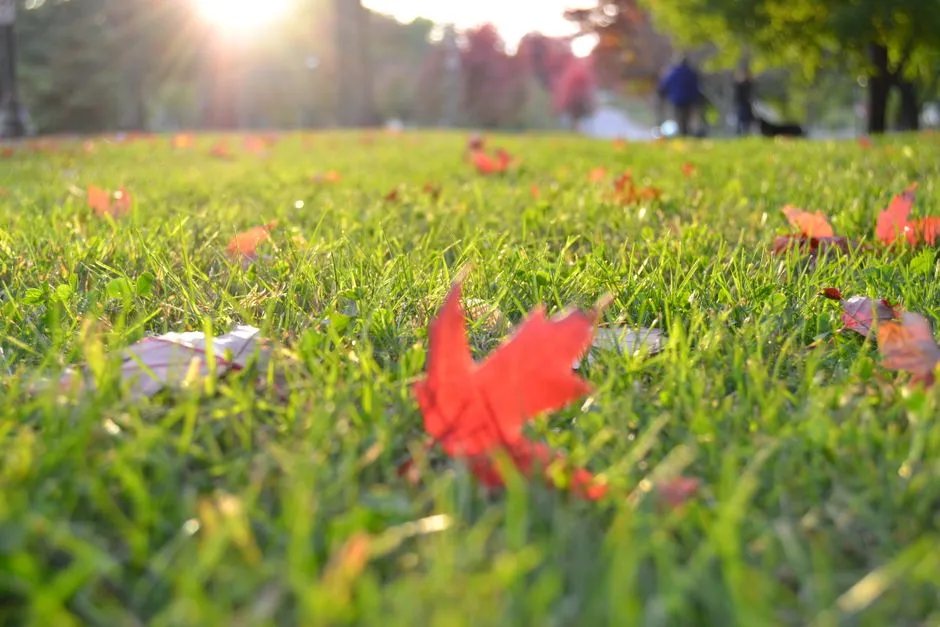 Warm-Season Grasses Are a Different Story (Image Credits: Pexels)