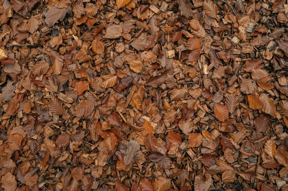 9. There's a Sensible Middle Ground Between a Bare Lawn and a Buried One (Image Credits: Pexels)