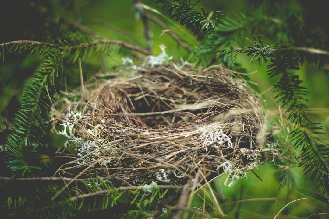 What Exactly Are Bird's Nest Fungi? (Image Credits: Unsplash)
