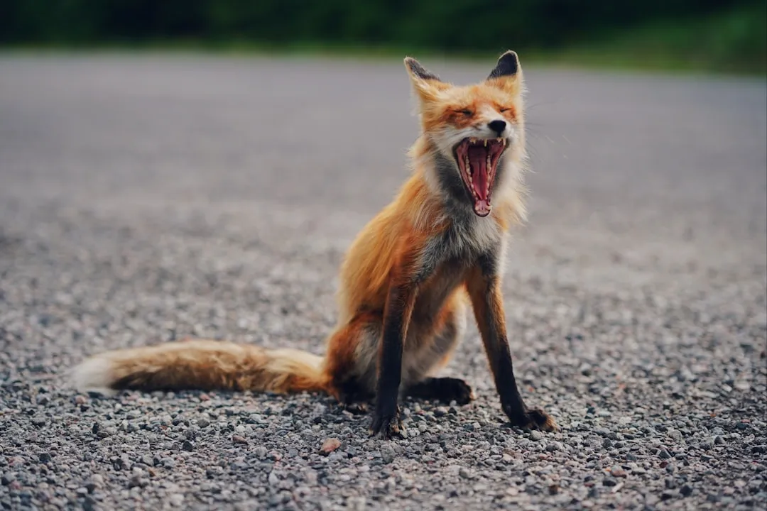 Should Residents Be Concerned? (Image Credits: Unsplash)