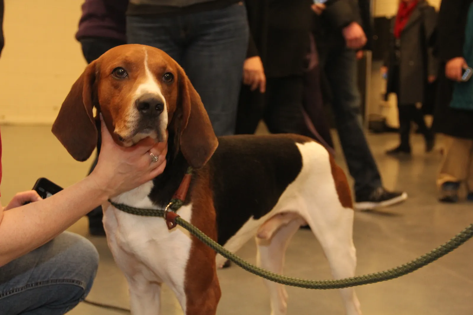 Scent Work and Improved Self-Control (2014 Westminster Kennel Club Dog Show, CC BY 2.0)