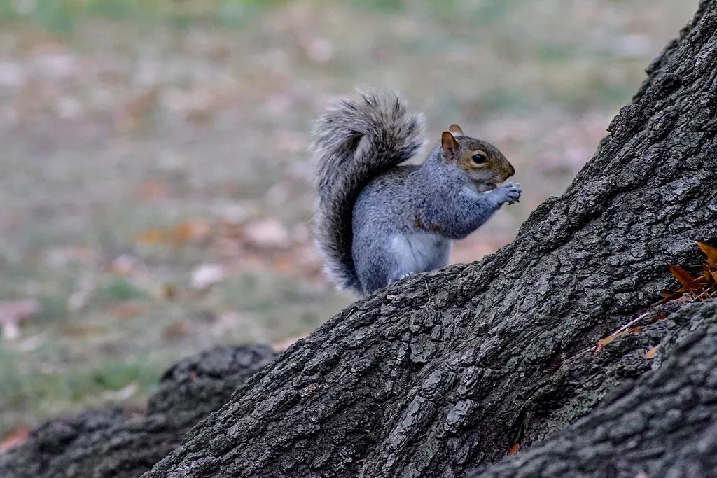 Urban Squirrels and the Garden Adaptation (John Brighenti, Flickr, CC BY 2.0)