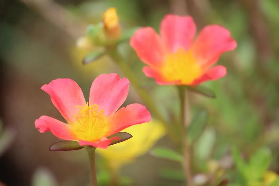 It Supports Pollinators That Help Your Whole Garden Thrive (Image Credits: Pexels)