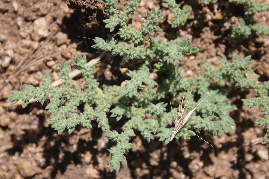 2. Green Carpet Rupturewort (Herniaria glabra) (joedecruyenaere, Flickr, CC BY-SA 2.0)