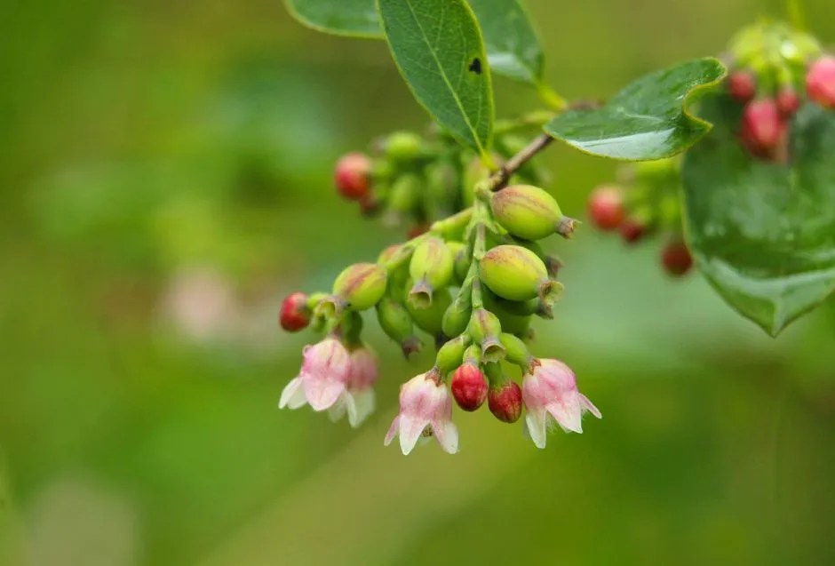 Honeyberry (Haskap): The Early-Season Bonus Plant (Image Credits: Pexels)