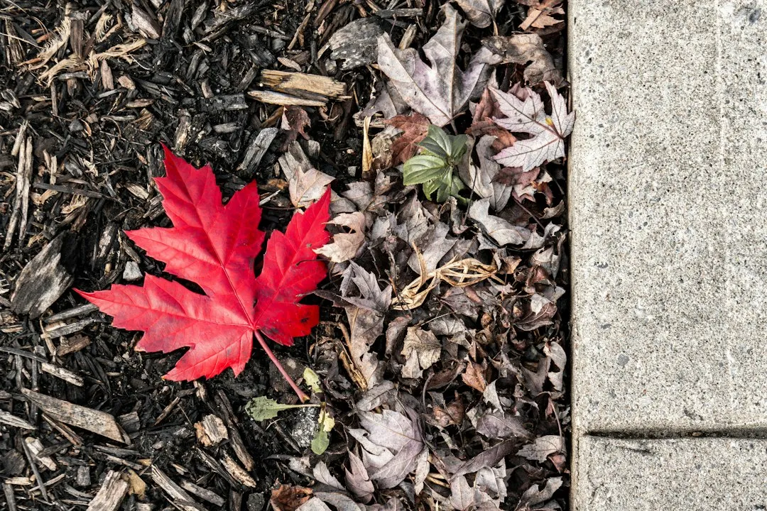 Red Is a Different Story: A Pigment Built from Scratch (Image Credits: Unsplash)